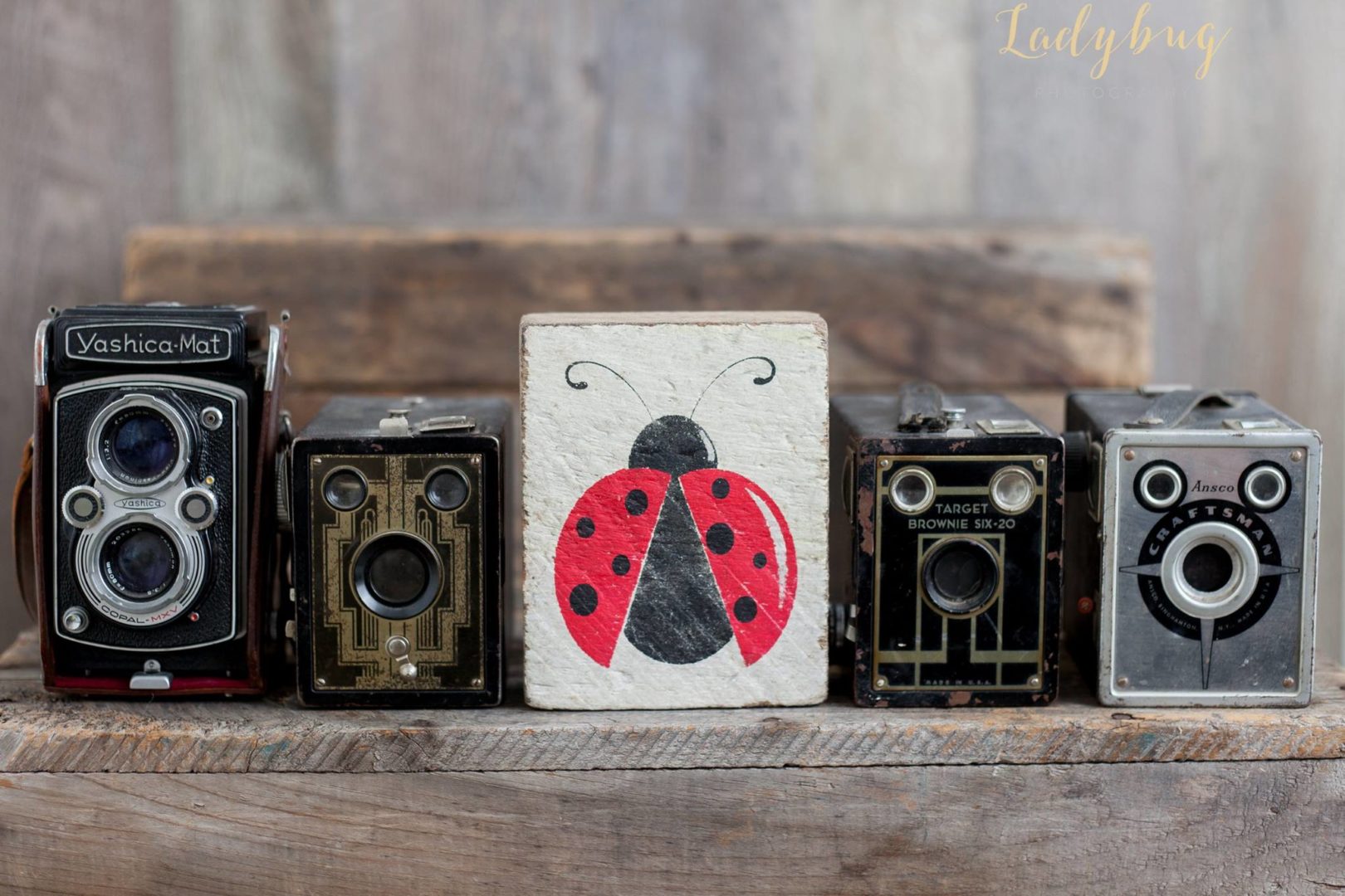 rustic marlin designs, ladybug photography , product photography